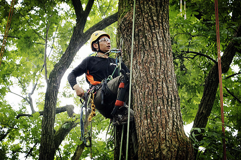 大楚网湖北大学办爬树大赛院方让年轻人多接触自然